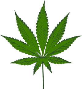 cannabis-303914_960_720